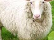 mouton assure sécurité population