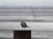 mouette rieuse
