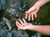 Charles hobbs, wilks creek