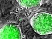 CELLULES SOUCHES: A-t-on trouvé totipotence? Cell Stem