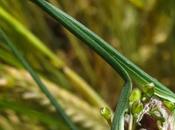Allium oleraceum (Ail champs)