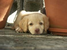 Belgique : quand l’administration s’apprête à exécuter 34 chiots
