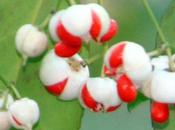 Euonymus kiautschovicus