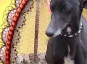 Aghata jolie galga noire adoption chez chiens galgos