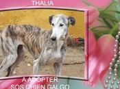 Thalia jolie Galga l'adoption chez chiens galgos