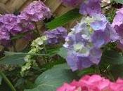 C'est moment tailler Hortensias