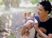 Thaïlande fous chiens tonnes d'amour, reportage [HD]