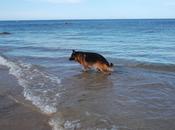 chiens autorisés plages