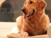 NEURO: Votre chien sensible accents d'émotions Current Biology