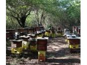L’audit filière apicole