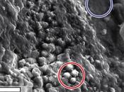 Possibles traces biotiques observées dans météorite martienne
