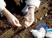 Planter épluchures pour faire repousser légumes