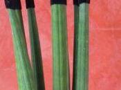 Sancévérias flockés cactus colorisés Greencre8