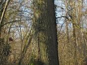 Chênaie pédonculée forêt humide