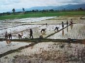 Thaïlande Rizières