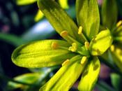 biodiversité Pierre Treiche heures Érablaie-frênaie vallon froid