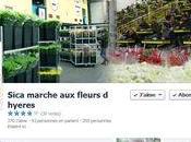SICA marché fleurs Hyères facebook
