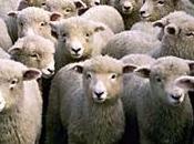 rassemblement moutons sonné.