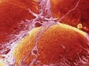 SÉDENTARITÉ: paresse s'empare aussi cellules Biophysical Journal