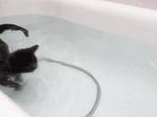 C’est bien connu chats n’aiment l’eau…