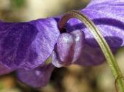 violette intermédiaire, hybride