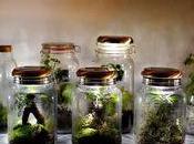 curieuse nouveauté, Treeky