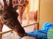 L’adieu poignant d’une girafe (Vidéo)