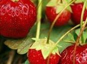 IMAGE JOUR: Fraise, saveur printemps