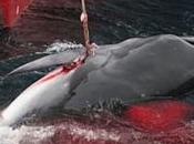 Chasse baleine massacre japonais