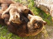 IMAGE JOUR: Ours brun