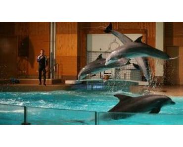 Beaucoup de Delphinariums punissent cruellement les dauphins ?..