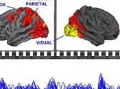 NEURO: cinéma, tous cerveaux suivent aussi même schéma NeuroImage