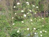 Viburnum lantana