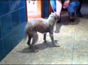Vidéo d'Epéranza caniche appât chiens combats remarche