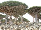 promenade L’île Socotra