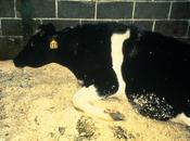 Vache folle coupable