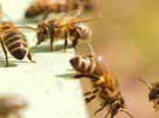 abeilles meurent plus France pendant saison apicole dans reste l'Europe