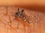 Comment protéger moustique chikungunya