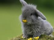 Spécial Pâques: lapins plus mignons moooooonde!