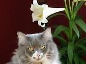 Attention Pâques autres fleurs dangereuses pour votre chat