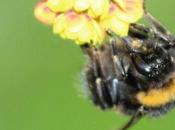 Bombus terrestris