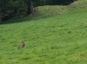 Lapin Pâques