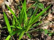 Carex ornithopoda (Laîche pied-d'oiseau)