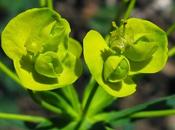 Euphorbia cyparissias (Euphorbe petit-cyprès)