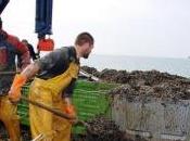Mytiliculture Baie l'Aiguillon 100% production décimée