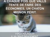 plan d’économie fouette chaton mignon