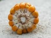 Bonne nouvelle Conseil d'Etat maintient l'interdiction culture maïs transgénique MON810