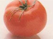 Trilogie tomates terrine fromage frais chèvre l’aneth, émulsion concombre