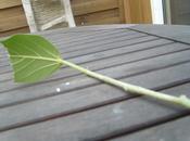 Bouturer ficus Benghalensis