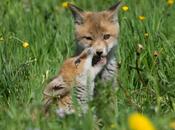 Moment tendresse jeux entre deux jeunes renardeaux…